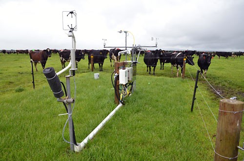 cows surrounding fenced off equipment