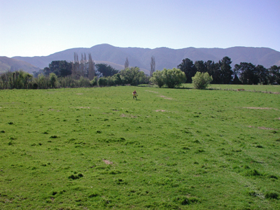 grazed pasture