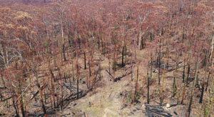looking down on forest from UAV