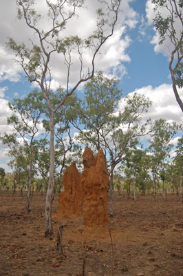 understorey with termite mound