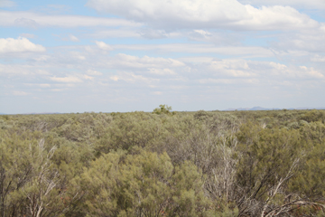 Acacia aneura canopy