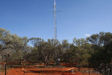 tower among the woodland