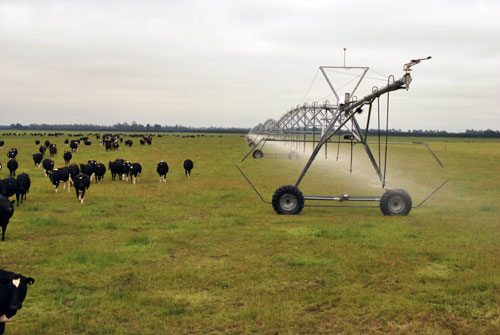 cows grazing in paddock