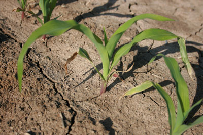 juvenile maize