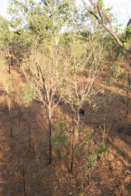trees at the site