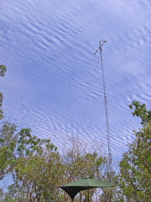 tower above the tree canopy