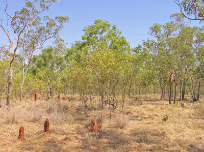 woodland understorey