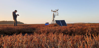 A ground level angle with the tower in the background, showing the dominant vegetation type of the marsh: Sarcocornia quinqueflora