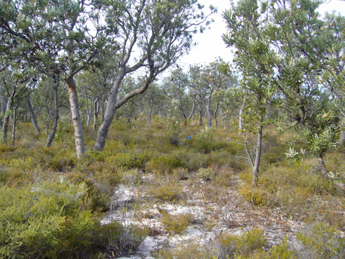 Banksia woodland