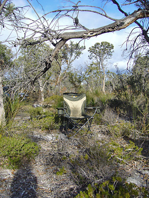 chair in woodland