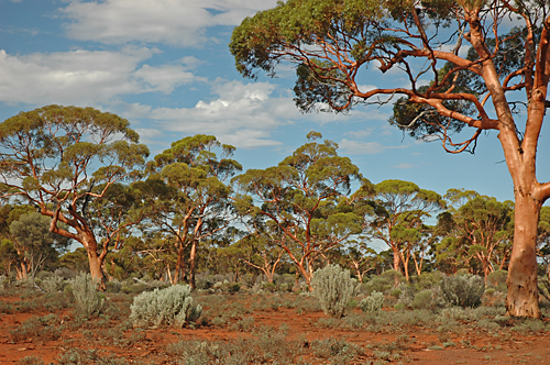 Salmon gums