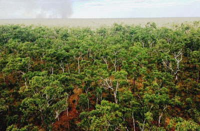 a view from up the mast showing the tree canopy with some smoke far off on the horizon