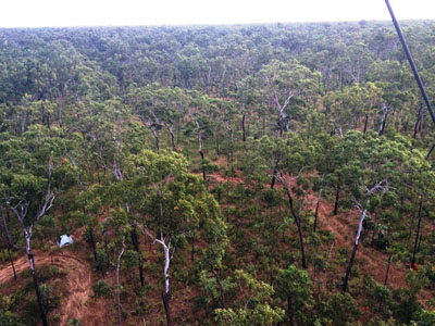 a view from up the mast showing the tree canopy and some breaks in the canopy to the ground in the near field