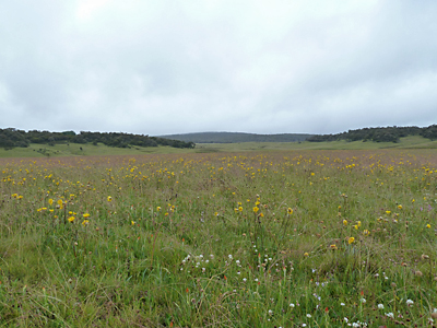 view across the plain