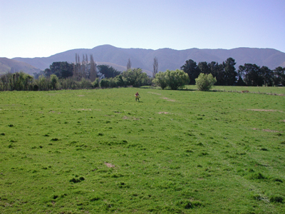 grazed pasture