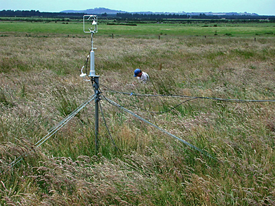 site being planted with kanuka trees