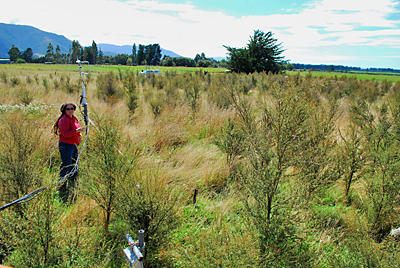 kanuka trees growing