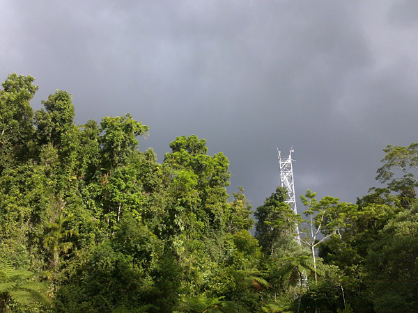 view of tower through forest