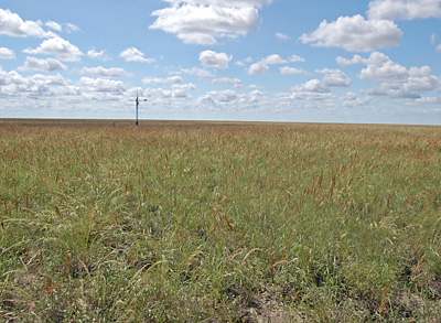 view across field to tower