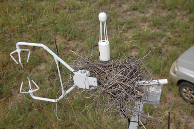 bird nest in tower