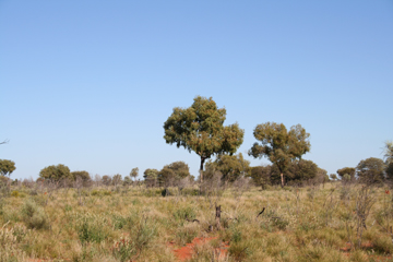 Triodia & Corymbia savanna