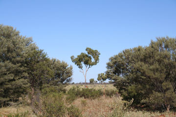 Acacia woodland and savanna