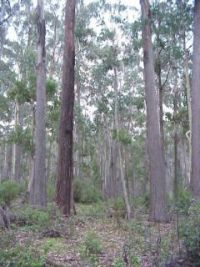 forest floor