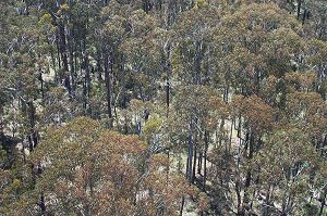 forest canopy