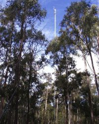 forest canopy with mast in background