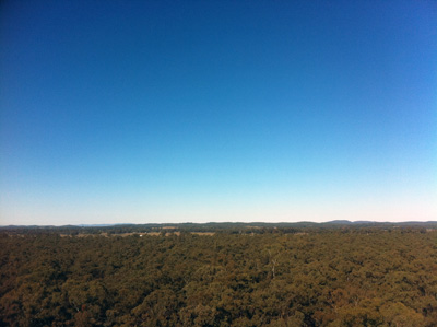 view from tower across forest
