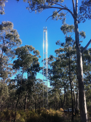 flux tower in forest