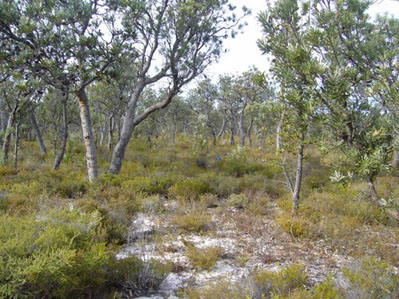 Banksia heath woodland