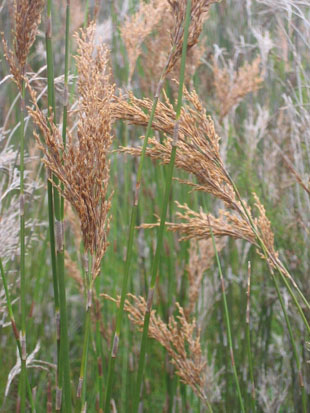 Sporadanthus ferrugineus