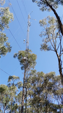 Top half of Wombat tower