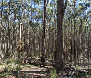 Wombat Understory