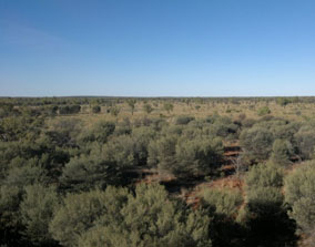 view from the top of the Ti Tree East tower