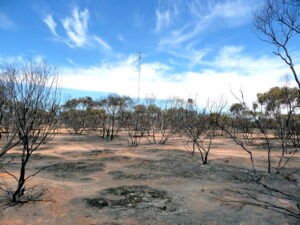 Calperum site after the 2014 fire