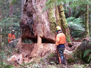 Forresters with chainsaws cutting down tree