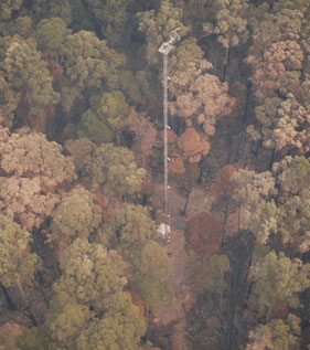 looking down on the remains of forest canopy