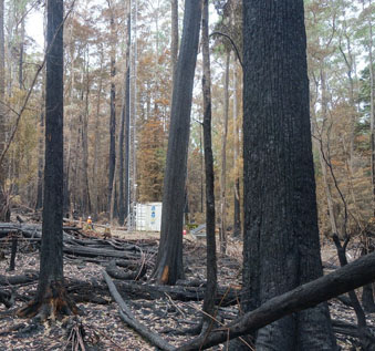 ground view of burt trunks and undergrowth