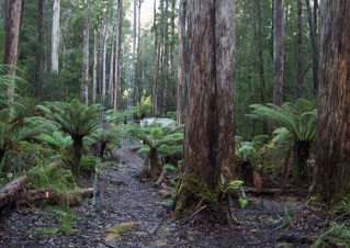 leafy understory