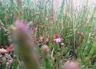 close up of vegetation near the flux station in early spring